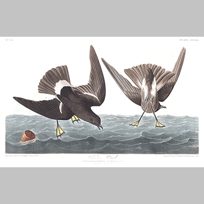 plate 270 stormy petrel