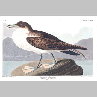 plate 283 wandering shearwater