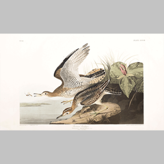 plate 303 bartram sandpiper